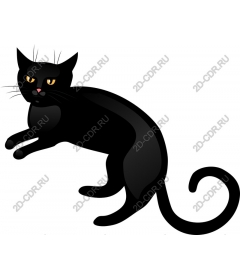  Black Cat