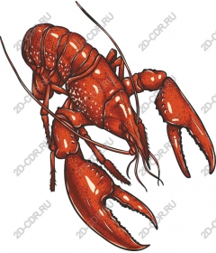 Lobster - Culinary Delight