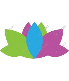  Calm blooming Lotus