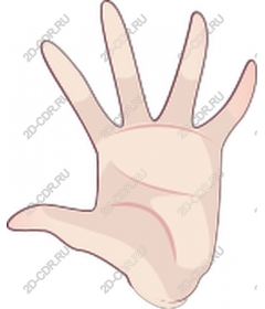  Elegant human hand
