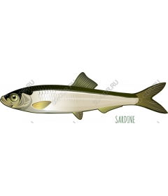  Sardine
