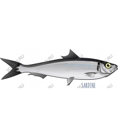  Sardine premium
