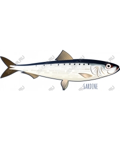  Sardine