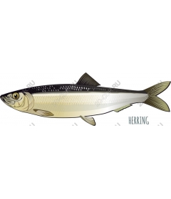 herring