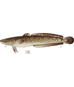  Fish-Ling