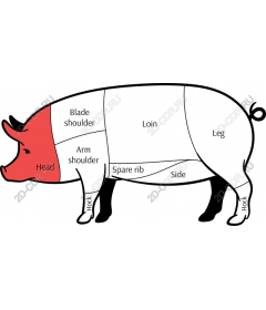 Anatomy of a pig