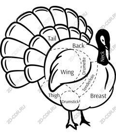 Anatomy Turkey
