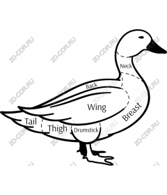 Anatomy of a duck