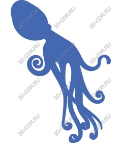  Elegant octopus
