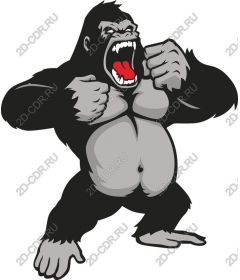  Ferocious roaring gorilla