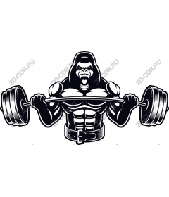 Muscular gorilla raises the bar