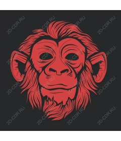  Bold red face monkeys