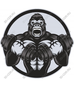 Muscular gorilla lifts weights