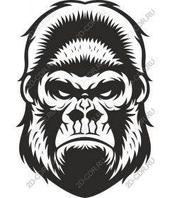 Head ferocious gorilla