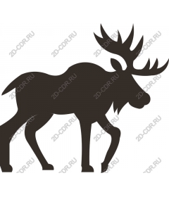 The majestic moose