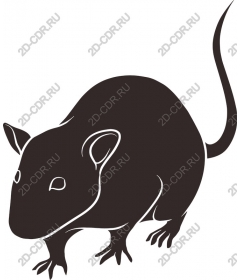 Cute rodent