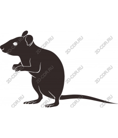 Playful rat