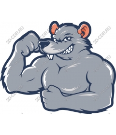 Muscular rat