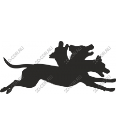 Playful dog