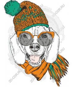  Stylish dog in sunglasses and hat