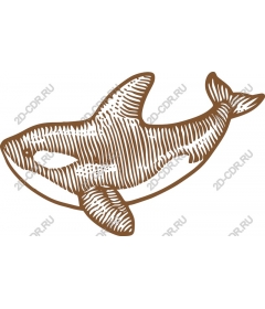  Elegant orca