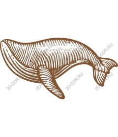 The majestic humpback whale