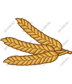  Ear of wheat
