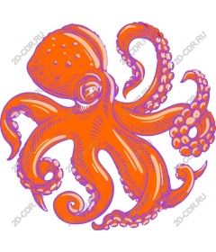  Bright orange octopus