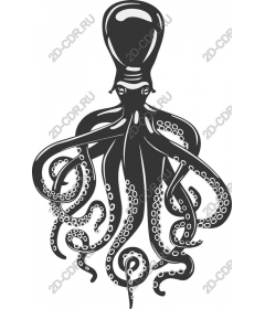  Octopus