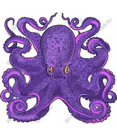  Bright purple octopus