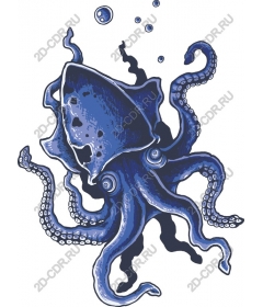 Magnificent octopus