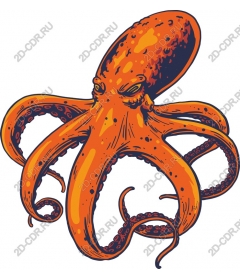 Bright orange octopus