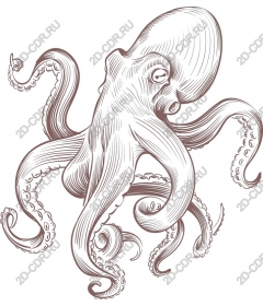  Octopus