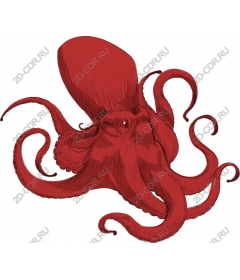  Bright red octopus