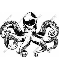  Octopus - black and white