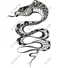  Elegant black-and-white snake