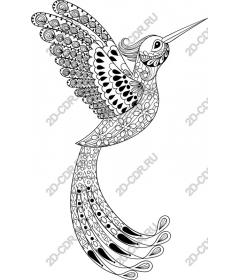  Elegant Hummingbird