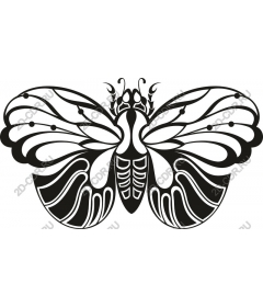  Elegant butterfly