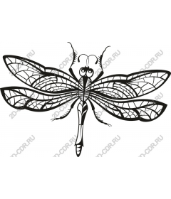  Elegant dragonfly