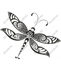  Charming dragonfly