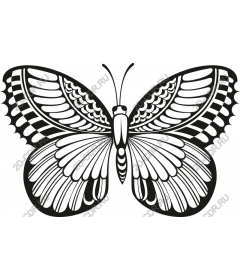 Intricate butterfly