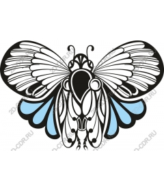 Intricate butterfly