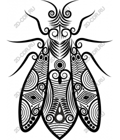 Graceful insect