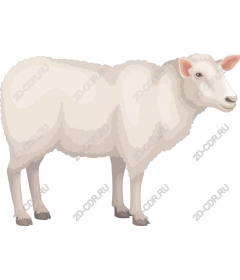  Fluffy sheep