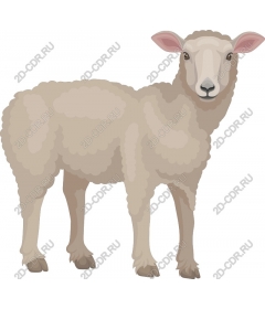  Adorable lamb