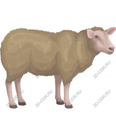  Adorable lamb