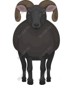 Majestic black sheep