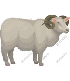  Adorable lamb