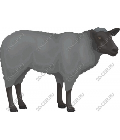  Black sheep