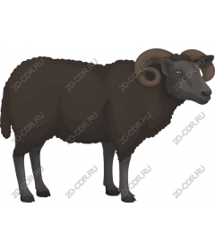  Black sheep